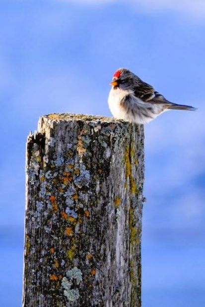 kaufman bird guide