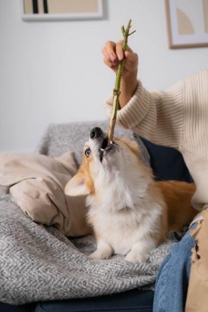 puppy crate training schedule pdf